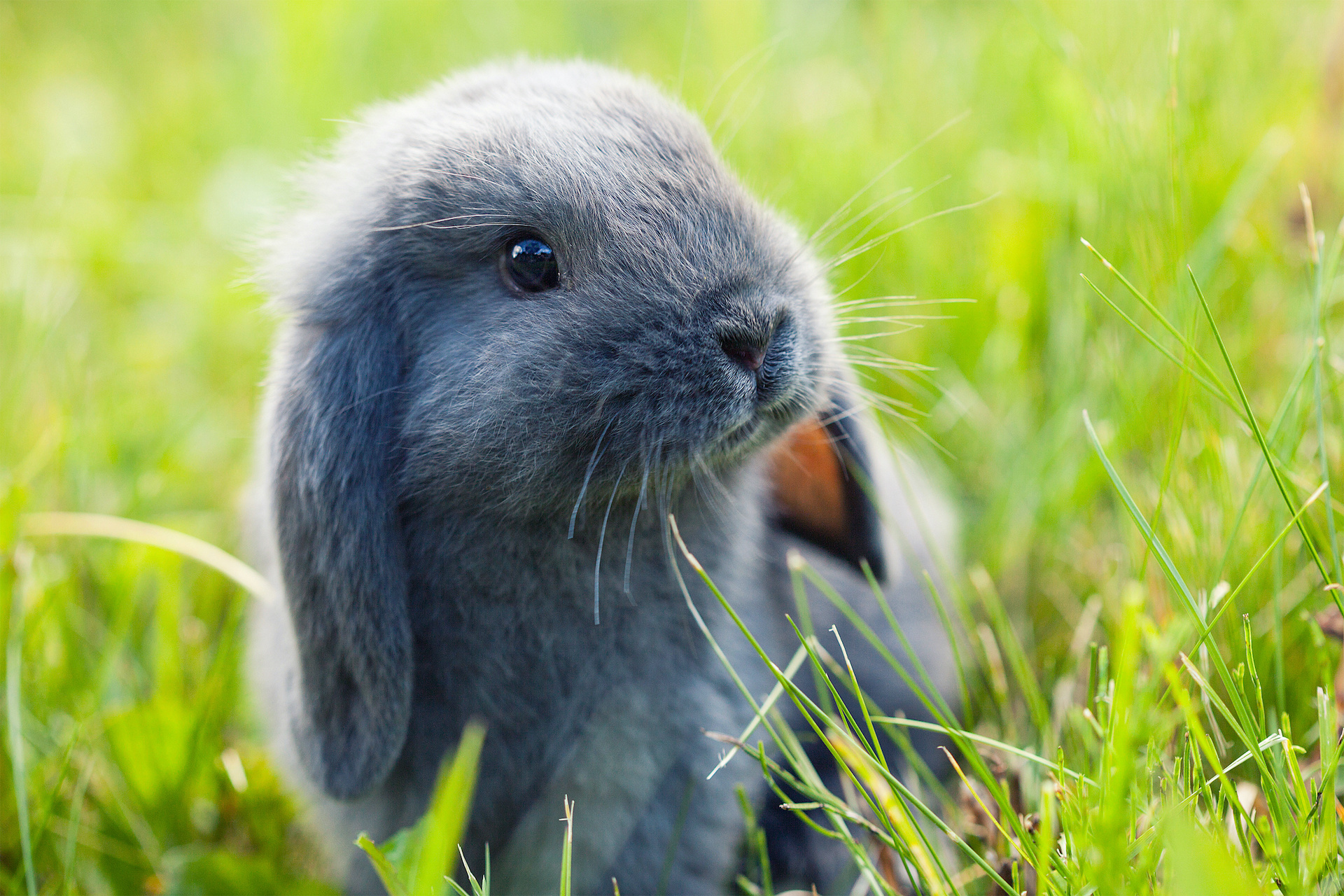 Little bunny. Серый вислоухий кролик. Вислоухий кролик декоративный. Декоративные крольчата. Карликовый кролик.